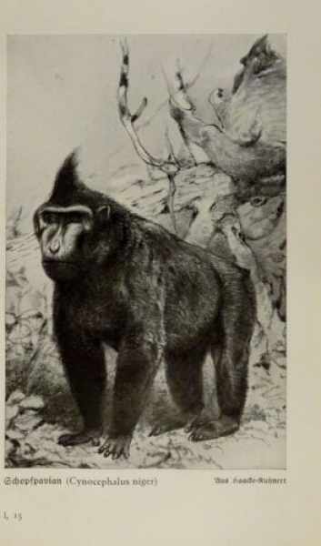 1926 - Schopfpavian / Mandril - alter Druck